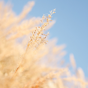 肏屄按摩九久久
